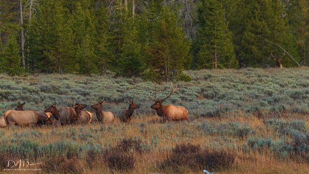 Look Who Is Watching. Photo by Dave Bell.