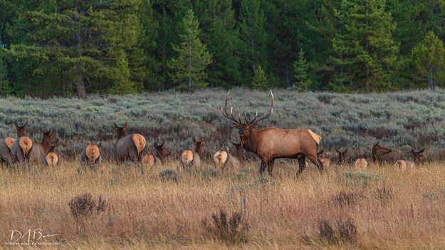 On Patrol. Photo by Dave Bell.