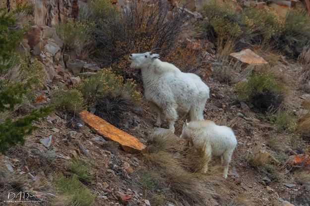 White Fuzzy Balls Of Fur. Photo by Dave Bell.