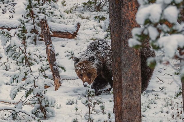 Massive Head. Photo by Dave Bell.