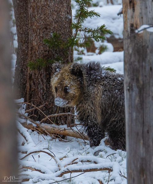 Cubbie Number Two. Photo by Dave Bell.