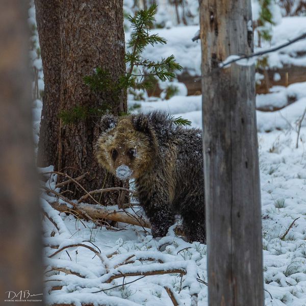 My Nose Is Cold!. Photo by Dave Bell.