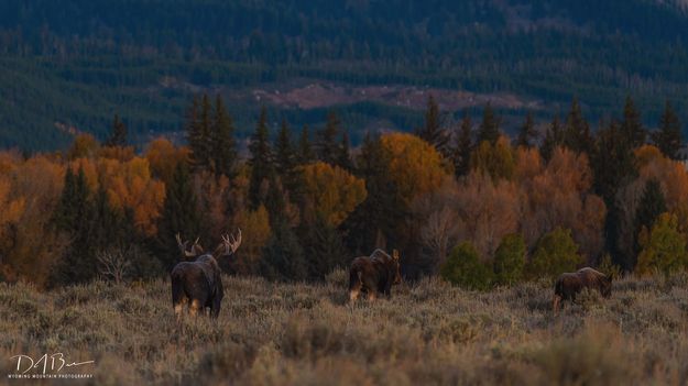 Back Into The Woods. Photo by Dave Bell.