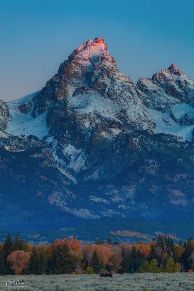 Grand Teton Moose. Photo by Dave Bell.