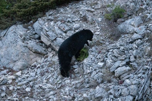 Bear Working Hard. Photo by Dave Bell.