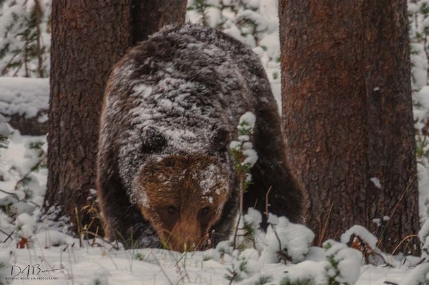 Eyes On You. Photo by Dave Bell.