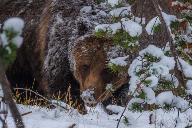 Snowy Snout. Photo by Dave Bell.