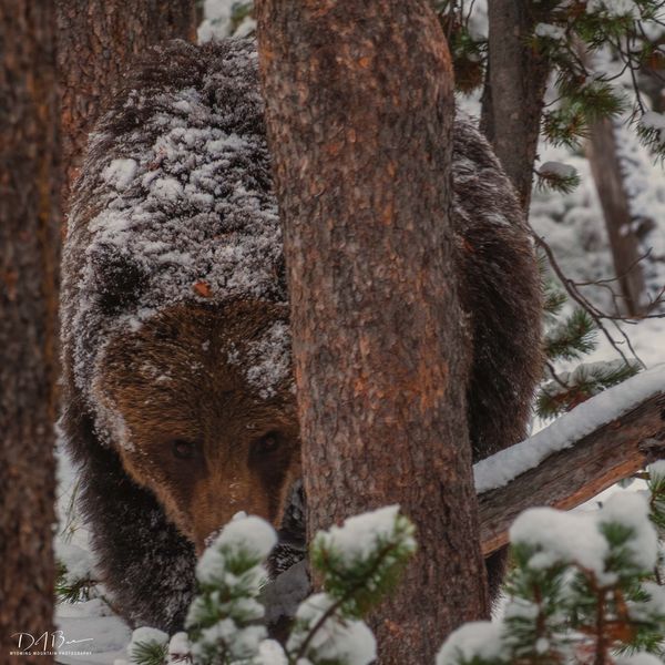 Grubbing Attentively. Photo by Dave Bell.