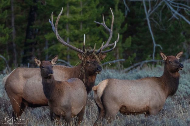 All Hail The King And His Crown. Photo by Dave Bell.