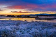 Frosty Morning Grasses. Photo by Dave Bell.