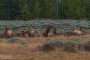 Protecting The Gals. Photo by Dave Bell.