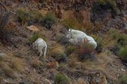 Working The Cliffs For Dinner. Photo by Dave Bell.