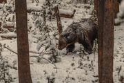 Snowy Mom. Photo by Dave Bell.