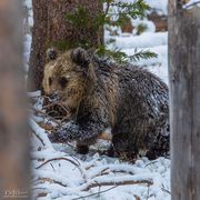 Cubbie Number Two. Photo by Dave Bell.