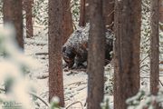 Snout Into The Ground. Photo by Dave Bell.