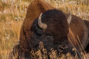 Bison Snoozing In The Warm Sun. Photo by Dave Bell.