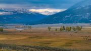 Lamar Valley. Photo by Dave Bell.