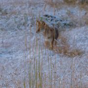 Grassy Coyote. Photo by Dave Bell.