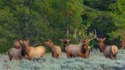 Can You Hear It?. Photo by Dave Bell.