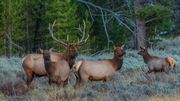 Grassy Top And A Few Of The Gals. Photo by Dave Bell.