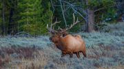 Grassy Top. Photo by Dave Bell.