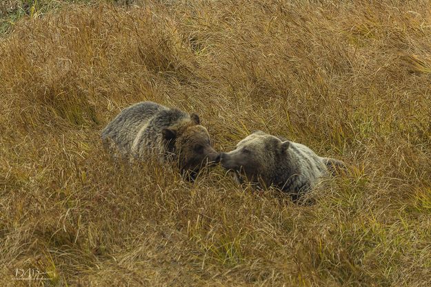 Mother and Daughter. Photo by Dave Bell.