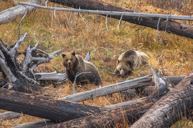 Jam (L) and Rasberry. Photo by Dave Bell.