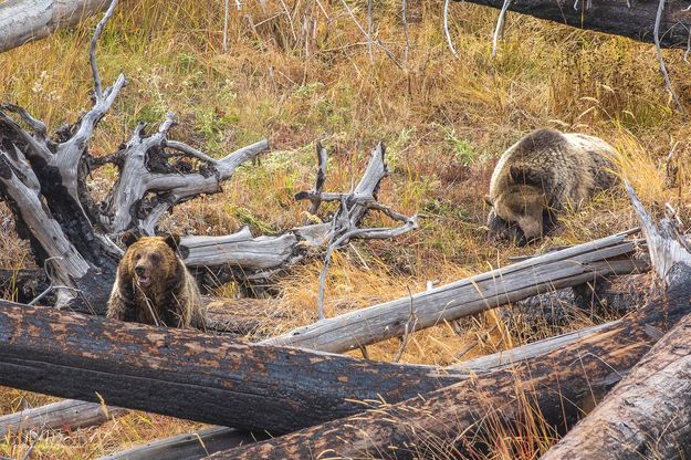 That's One Tired Bear. Photo by Dave Bell.