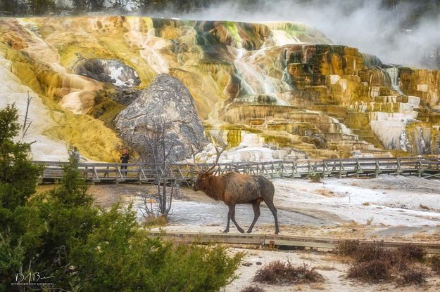 Mammoth Touron. Photo by Dave Bell.