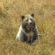 Teddy (Rasberry). Photo by Dave Bell.