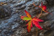 The Color Of Fall. Photo by Dave Bell.