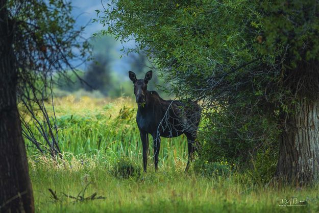 . Photo by Dave Bell.