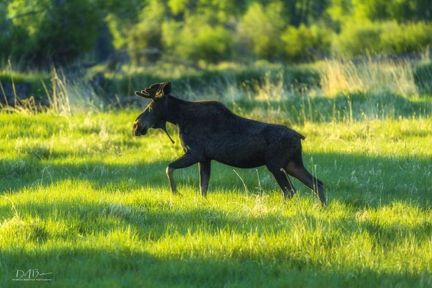 Sunny Strider. Photo by Dave Bell.