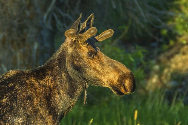 Youngster. Photo by Dave Bell.