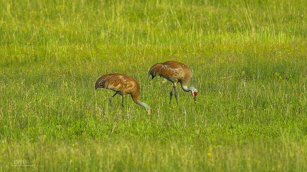 Pecking Together. Photo by Dave Bell.