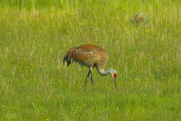 Pecking Away. Photo by Dave Bell.