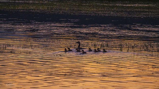 A Gaggle. Photo by Dave Bell.
