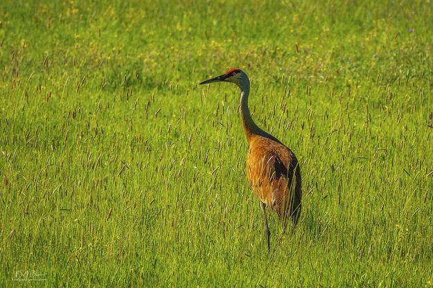 Sandhill In Tall Grass. Photo by Dave Bell.