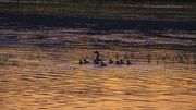 A Gaggle. Photo by Dave Bell.