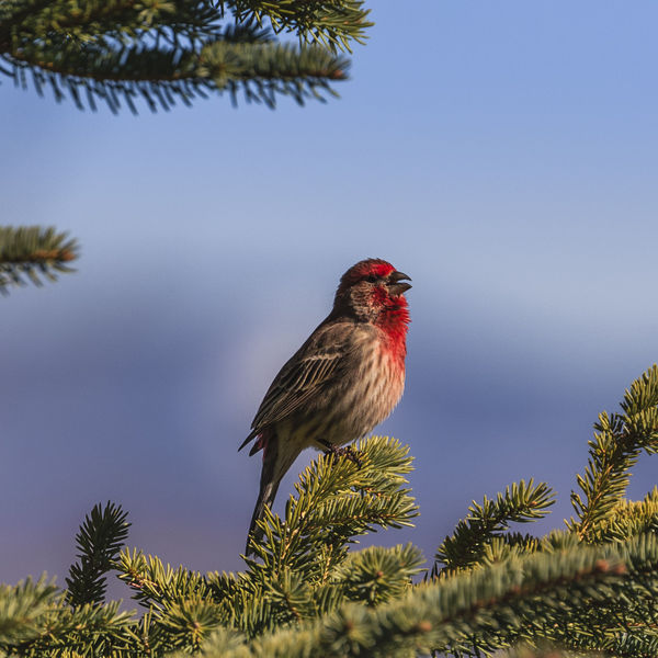 Sing To Me. Photo by Dave Bell.