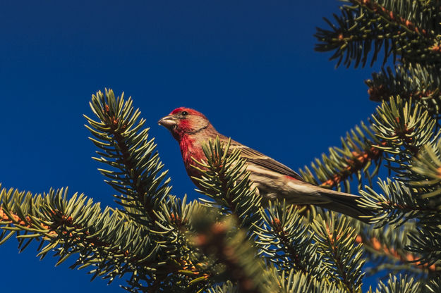 A Different Look; A Different Day!. Photo by Dave Bell.