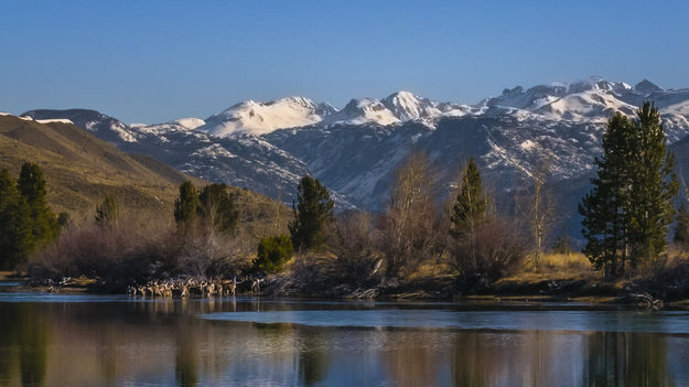 The Great Mule Deer Migration. Photo by Dave Bell.