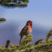 Sing To Me. Photo by Dave Bell.