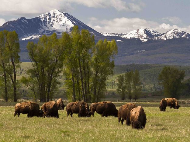 Bison Grazing. Photo by Dave Bell.