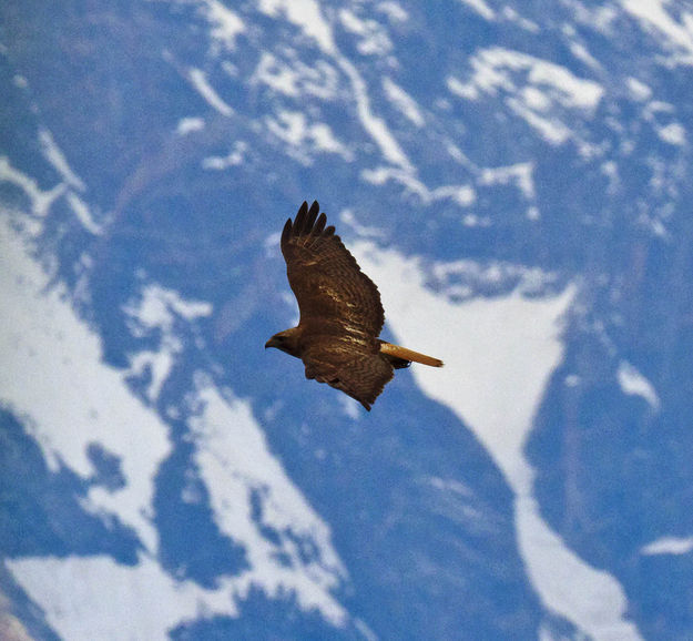 Soaring Hawk. Photo by Dave Bell.