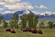 Bison Grazing. Photo by Dave Bell.