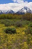 Mt. Moran. Photo by Dave Bell.