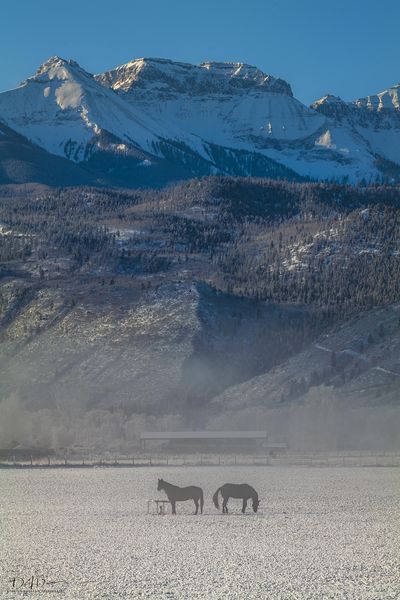 Cold Morning Fog. Photo by Dave Bell.