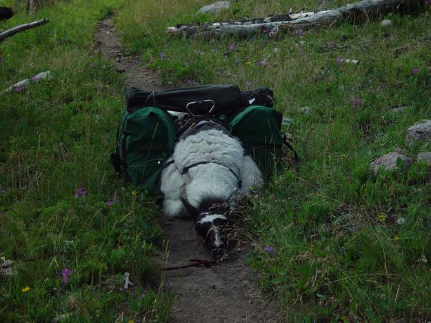 Sometimes Ya Just Gotta Take A Break. Photo by Dave Bell.