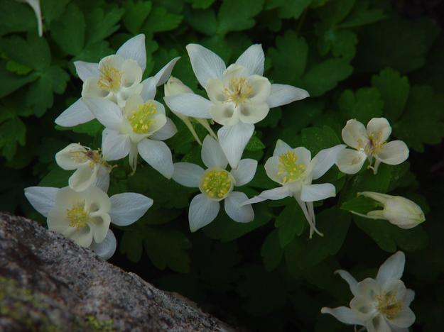 Columbine. Photo by Dave Bell.